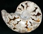 Shloenbacchia Ammonite With Crystal Chambers #11906-1